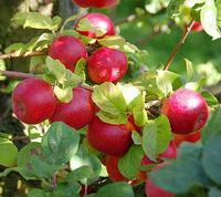 Gascoyne Scarlet æble, æblesort